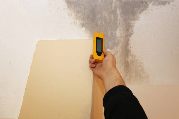 Best Mold Removal for HVAC Installations  in Hoopeston, IL