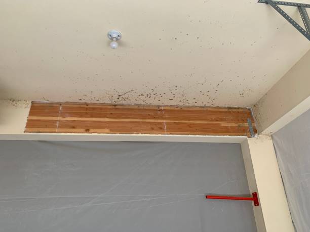 Best Mold Odor Removal Services  in Hoopeston, IL